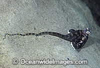 Mimic Octopus (Thaumoctopus mimicus). Mimicking a Stingray. Sulawesi, Indonesia