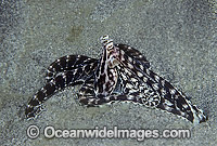 Mimic Octopus (Thaumoctopus mimicus). Emerging from its hole. Flores, Indonesia