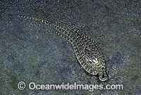 Mimic Octopus (Thaumoctopus mimicus). Mimicking a Flounder. Flores, Indonesia