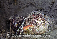 Reef Octopus (Octopus marginata) mating. Sulawesi, Indonesia