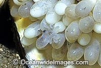 Reef Octopus (Octopus pallidus) hatchlings emerging from eggs. Port Phillip Bay, Victoria, Australia