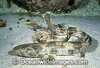 Gulf Catshark (Asymbolus vincenti). Also known as Cat Shark. Deep water species Southern Australia