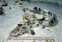 Gulf Catshark (Asymbolus vincenti). Deep water species. Southern Australia