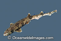 Western spotted Catshark (Asymbolus sp.). Also known as Spotted Cat Shark. Deep water species. Southern Western Australia