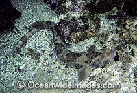 Grey-spotted Catshark (Asymbolus analis). Also known as Australian Spotted Cat Shark and Spotted Dogfish. New South Wales, Australia