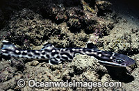 Coral Catshark (Atelomycterus marmoratus). Also known as Marbled Cat Shark. Indonesia