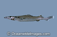 Longsnout Dogfish (Deania quadrispinosa). Also known as Long-snouted Dogfish and Dogshark. Deep sea Shark found off Southern Australia
