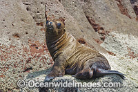 California Sea Lion (Zalophus californianus). Los Islotes, Baja, Sea of Cortez, Eastern Pacific.