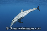 Rough-toothed Dolphin (Steno bredanensis). Found in warm and tropical waters around the world. Photo taken at Utila, Bay Islands, Honduras, Caribbean Sea, Central America.