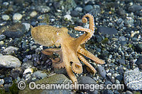 Pacific Red Octopus (Octopus rubescens). Also known as Ruby Red Octopus. Photo taken at Vancouver Island, Canada, North Pacific Ocean.