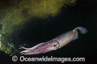 Humboldt squid (Dosidicus gigas), squirting ink out of its syphon. Also known as Jumbo Squid, Jumbo Flying Squid, Pota or Diablo Rojo. Large predatory squid commonly found at depths of 200-700 metres in the east Pacific Ocean. Sea of Cortez, Baja.