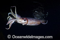 Humboldt squid (Dosidicus gigas). Also known as Jumbo Squid, Jumbo Flying Squid, Pota or Diablo Rojo. Large predatory squid commonly found at depths of 200-700 metres in the east Pacific Ocean. Sea of Cortez, Baja, Pacific Ocean.