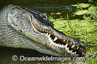 American Alligator (Alligator mississippiensis). Photo taken in Everglades National Park, Florida, USA.