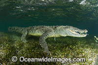 American Crocodile (Crocodilus acutus). Photo taken at Banco Chinchorro Atoll, Quintana Roo, Southeastern Mexico. Caribbean Sea.