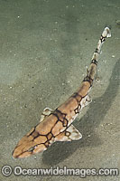 Chain Catshark (Scyliorhinus retifer). Also known as Chain dogfish. Found on the continental shelf and slope of parts of the Northwest and Western Central Atlantic. Photo taken Rhode Island, USA.