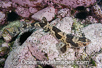 Redspotted Catshark (Schroederichthys chilensis). Photo taken at Las Tacas, Chile, Eastern Pacific Ocean.