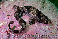 Redspotted Catshark (Schroederichthys chilensis). Photo taken at Las Tacas, Chile, Eastern Pacific Ocean.