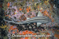 Pyjama Shark, Lined Catshark (Poroderma africanum). Miller's Point, Simon's Town, Cape Province, South Africa.