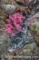Blotchy Swellshark (Cephaloscyllium umbratile),  aka Japanese Swell Shark. Tateyama, Chiba Prefecture, Honshu, Japan, Sea of Japan.