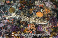 Dark Shyshark (Haploblepharus pictus). Aka Pretty Happy Shark. Millers Point, False Bay, South Africa.