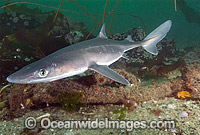 White-spotted Spurdog (Squalus acanthias). Also known as Piked Dogfish, Spiny Dogfish, Spotted Spiny Dogfish, Spurdog and White-spotted Dogfish. Found in Southern Australian waters. Photo taken at Quadra Island, British Columbia