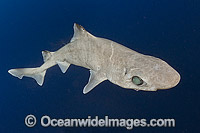 Gulper Shark (Centrophorus granulosus). Found in western North Atlantic, eastern Atlantic, Indian Ocean and western Pacific, including northern Australia. Photo taken at Cape Eleuthera, Bahamas, Atlantic Ocean.
