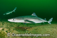 White-Spotted Spurdog (Squalus acanthias). Also known as Piked Dogfish, Spiny Spurdog, Spotted Spiny Dogfish Spurdog and White-Spotted Dogfish. Found in shallow and temperate waters. Photo taken at Rhode Island, New England, USA, North Atlantic.