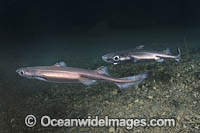 Velvet Belly Lanternshark (Etmopterus spinax). The Velvet Belly is a wide-ranging deepwater shark from Iceland and Norway southward to South Africa. Lanternsharks are a family of dogfishes within the order Squaliformes.