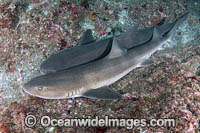 Banded Houndshark (Triakis scyllium). Tateyama, Chiba, Japan, Northwest Pacific Ocean.