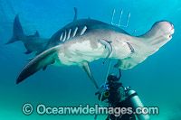 Great Hammerhead Shark (Sphyrna mokarran). Photo taken off South Bimini Island, Bahamas, Caribbean Sea.