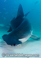 Great Hammerhead Shark (Sphyrna mokarran). Photo taken off South Bimini Island, Bahamas, Caribbean Sea.