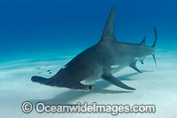 Great Hammerhead Shark (Sphyrna mokarran). Photo taken off South Bimini Island, Bahamas, Caribbean Sea.