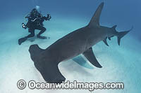 Great Hammerhead Shark  (Sphyrna mokarran) - with diver near South Bimini Island, Bahamas, Caribbean Sea.