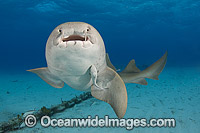 Nurse Shark (Ginglymostoma cirratum). Photo taken in the Bahamas, Caribbean Sea, USA.