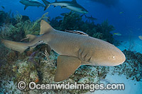 Nurse Shark (Ginglymostoma cirratum). Photo taken in the Bahamas, Caribbean Sea, USA.