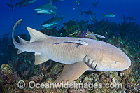 Nurse Shark (Ginglymostoma cirratum). Photo taken at Fish Tales, Grand Bahama Bank, Bahamas, Caribbean Sea.