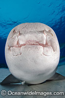 Nurse Shark (Ginglymostoma cirratum). Photo taken at Fish Tales, Grand Bahama Bank, Bahamas, Caribbean Sea.