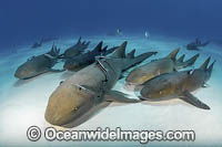 Nurse Shark (Ginglymostoma cirratum). Aka Common Nurse Shark. South Bimini Island, Bahamas, Caribbean Sea.