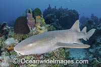 Nurse Shark (Ginglymostoma cirratum). Aka Common Nurse Shark, Chinchorro Atoll, Mexico, Caribbean Sea.