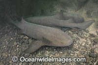 Pacific Nurse Shark (Ginglymostoma unami). A newly described species that was previously considered to be a variant of the Atlantic Nurse Shark (Ginglymostoma cirratum). Playa del Coco, Costa Rica, Eastern Pacific Ocean.