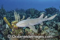 Nurse Shark (Ginglymostoma cirratum). Aka Common Nurse Shark, Chinchorro Atoll, Mexico, Caribbean Sea.