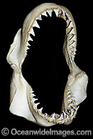 Jaws of a Great White Shark (Carcharodon carcharias). The powerful jaw and broad serrated teeth of the Great White are well designed to cut through flesh and bone. Protected species Classified as Vulnerable on the IUCN Red List.