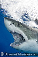 Great White Shark (Carcharodon carcharias) underwater. Found throughout the world's oceans. Protected in South Africa, Namibia, Australia, the USA and Malta. Photo taken Guadalupe Island, Mexico, Eastern Pacific Ocean.