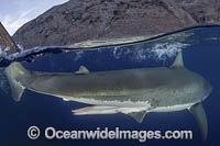 Claspers of a mature male Great White Shark (Carcharodon carcharias). Aka White Pointer, White Shark, White Death, Blue Pointer, Landlord or Mackeral Shark. Over under or split frame image at Guadalupe Island, Mexico, Eastern Pacific.