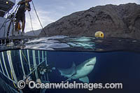 Great White Shark (Carcharodon carcharias) - next to a shark cage with hookah divers. Aka White Pointer, White Shark, White Death, Blue Pointer, Landlord or Mackeral Shark. Over under or split frame image at Guadalupe Island, Mexico, Eastern Pacific.