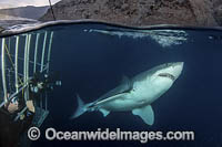 Great White Shark (Carcharodon carcharias) - next to a shark cage with hookah divers. Aka White Pointer, White Shark, White Death, Blue Pointer, Landlord or Mackeral Shark. Over under or split frame image at Guadalupe Island, Mexico, Eastern Pacific.