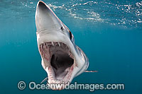 Mako Shark Pictures