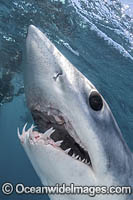 Shortfin Mako Shark (Isurus oxyrinchus). Aka Blue Pointer. Considered the fastest shark in the sea. Cabo San Lucas, Baja, Mexico, Eastern Pacific.