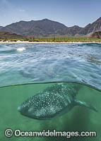 Whale Shark (Rhincodon typus). Largest fish in the world possibly exceeding 20m in length. Over under or split frame at Bahia de los Angeles, Sea of Cortez, Mexico.