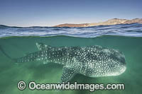 Whale Shark (Rhincodon typus). Largest fish in the world possibly exceeding 20m in length. Over under or split frame at Bahia de los Angeles, Sea of Cortez, Mexico.
